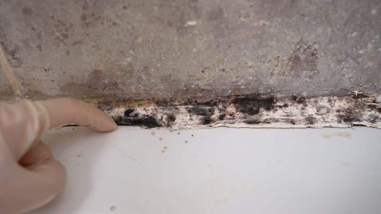 Best Water Damage & Mold Remediation  in Shady Spring, WV